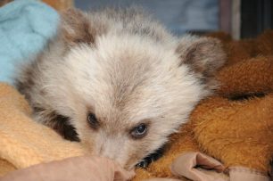 Γρεβενά: Το μωρό αρκουδάκι μεγαλώνει στα χέρια του ΑΡΚΤΟΥΡΟΥ